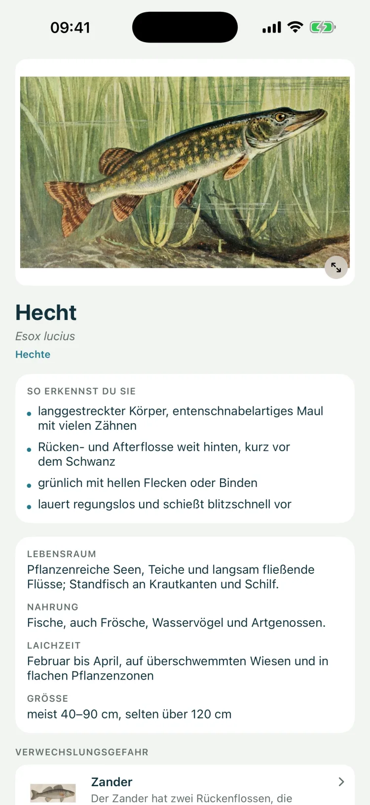Angelschein auf dem iPhone: Steckbrief des Hechts mit historischer Farbtafel, Erkennungsmerkmalen, Lebensraum, Nahrung, Laichzeit, Größe und Verwechslungsgefahr