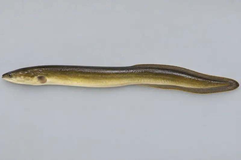 Aal (Anguilla anguilla)