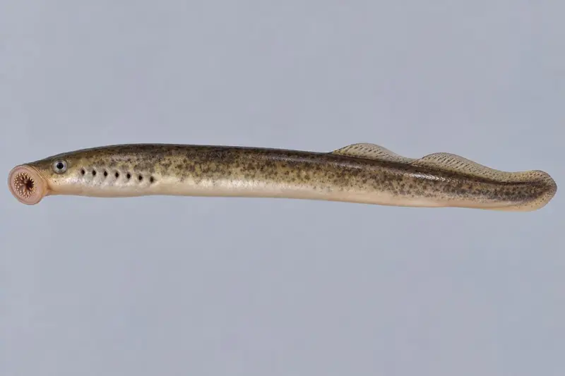 Bachneunauge (Lampetra planeri)