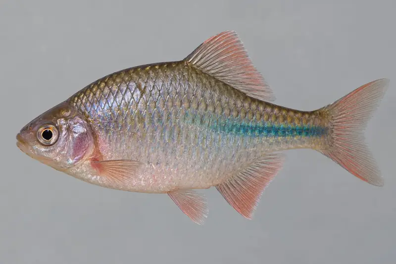 Bitterling (Rhodeus amarus)