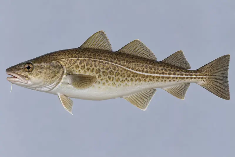 Dorsch (Gadus morhua)