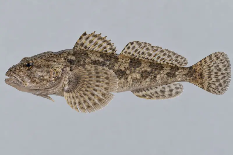 Groppe (Cottus gobio)