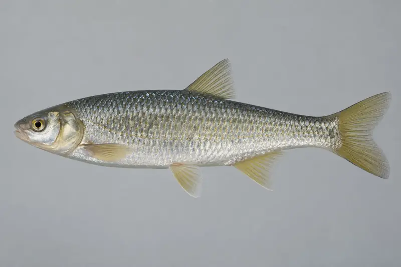 Hasel (Leuciscus leuciscus)
