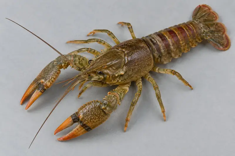 Kamberkrebs (Faxonius limosus)