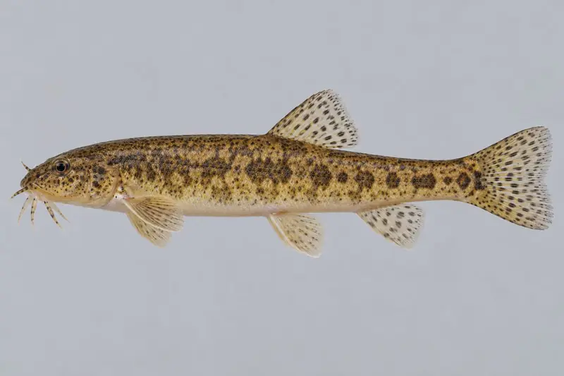 Schmerle (Barbatula barbatula)