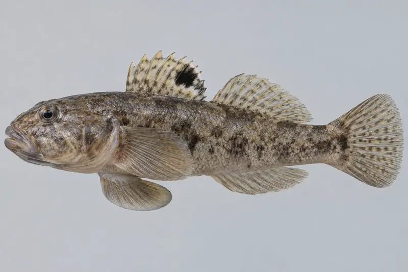 Schwarzmundgrundel (Neogobius melanostomus)