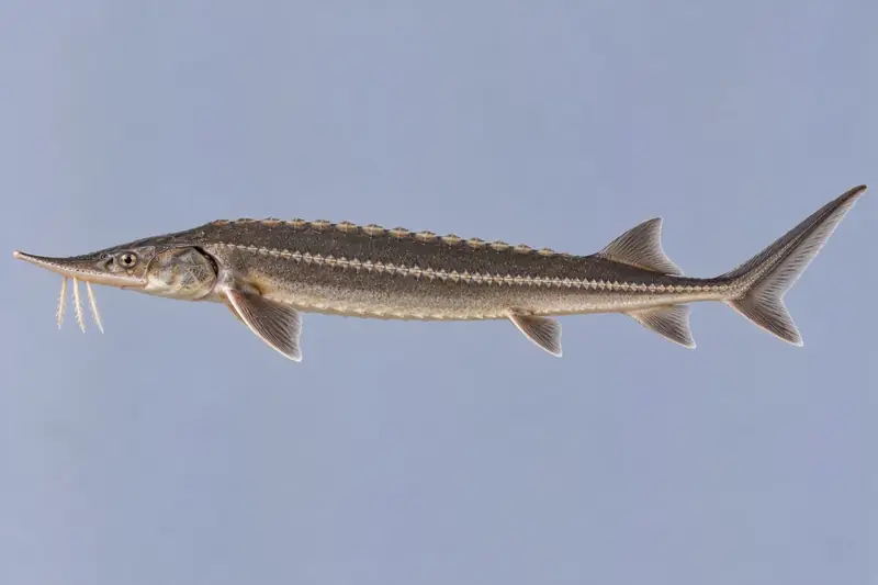 Sterlet (Acipenser ruthenus)