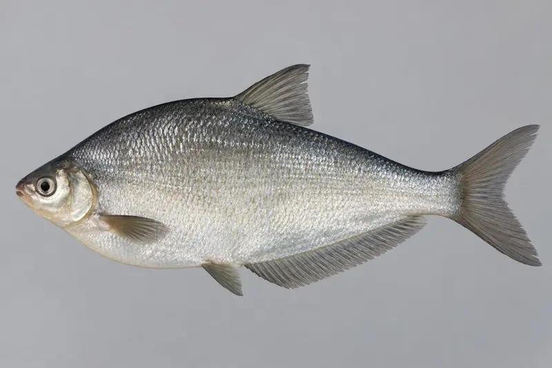 Zope (Ballerus ballerus)